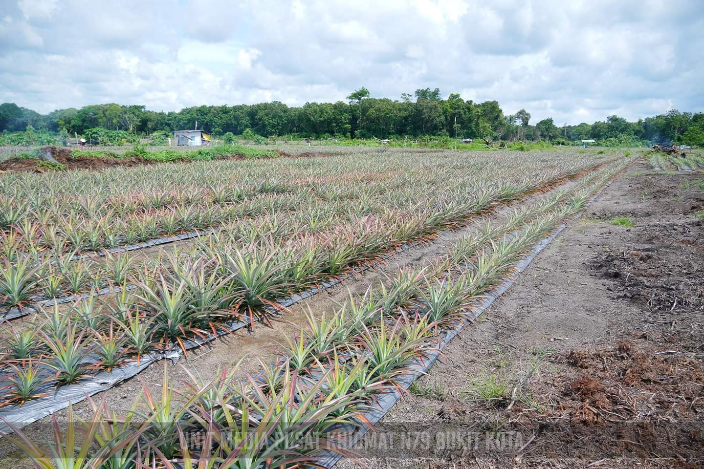 Projek Tanaman Nanas Berkelompok Keningau Diamond Di Kampung Pendam