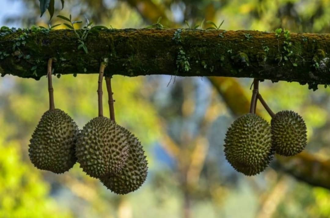 Malaysian durian trade battered as lockdown bites
