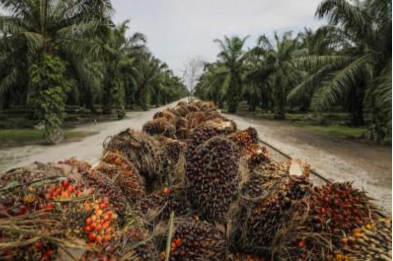Palm oil prices climb to highest in over 10 years