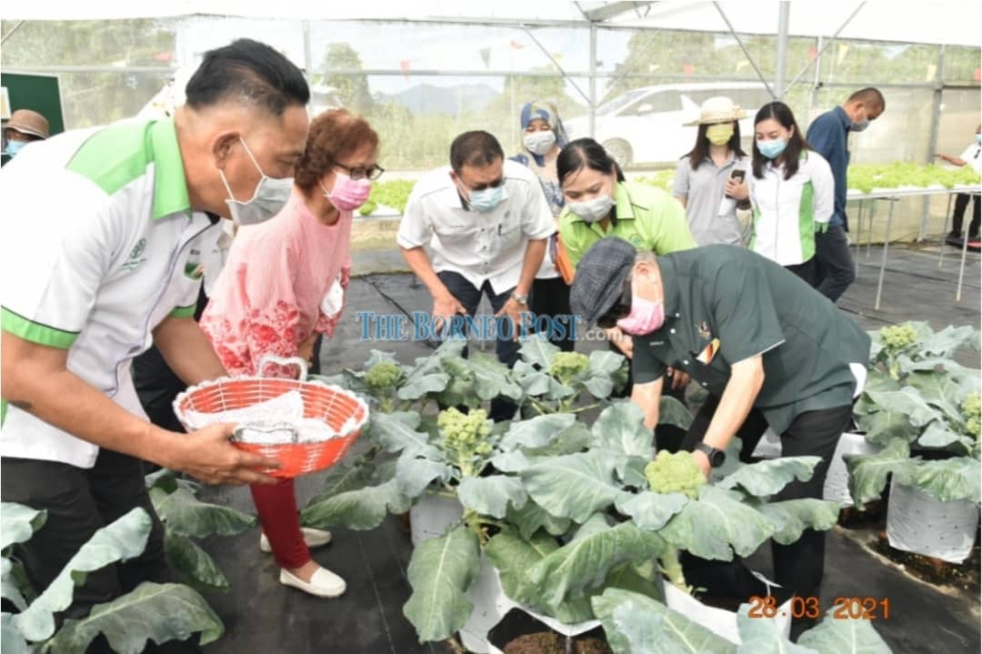 Broccoli, cauliflower grown at Agriculture Research Centre in Semengok have great potentials