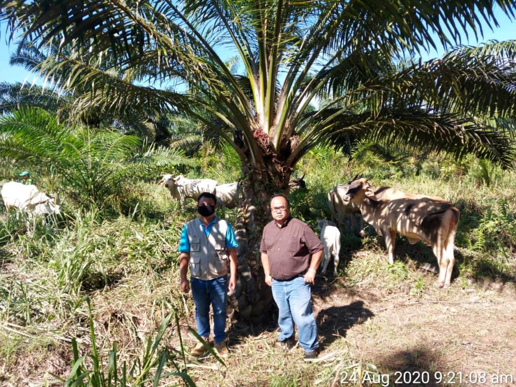 Malaysian oil palm farmers want to fight climate change