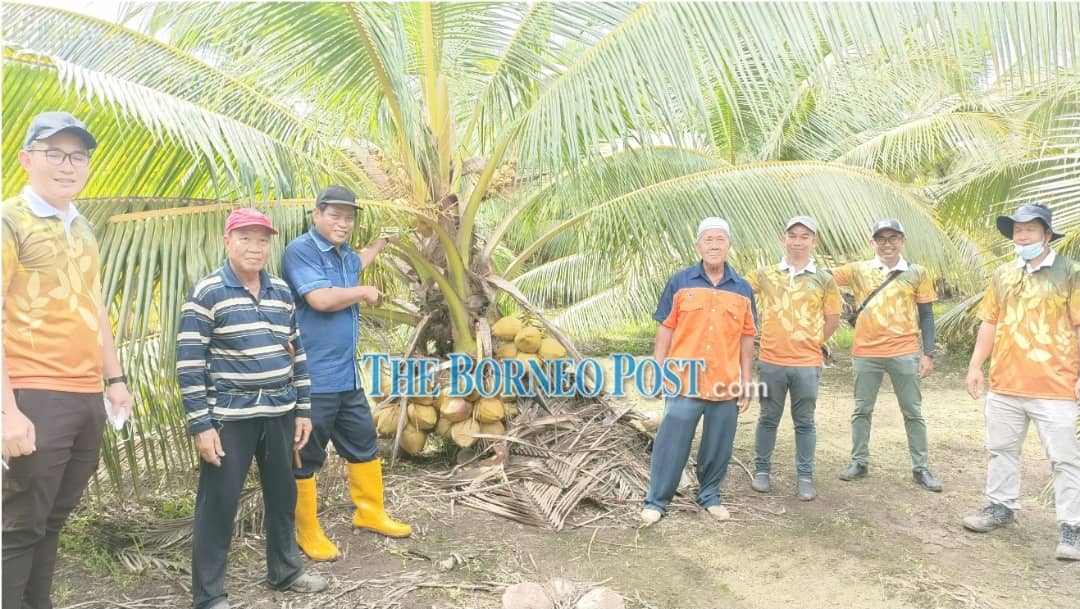 Farmers encouraged to plant coconut as source of income