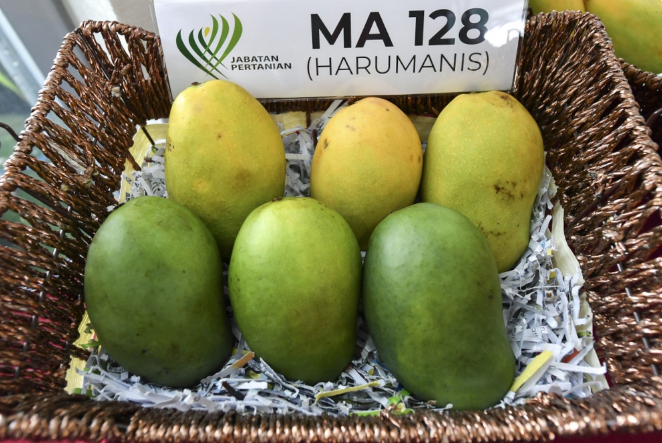 Harumanis mangoes record RM22m in online sales, says Agriculture Dept D-G