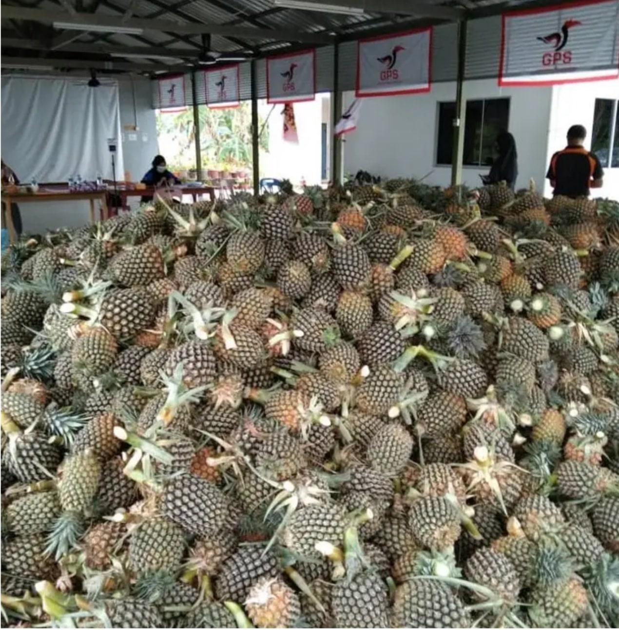 Dalat/Oya Farmers’ Body rescues 11,000 kgs of unsold pineapples, distributes them to local communities