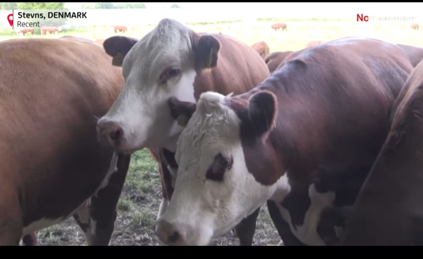 In Denmark, cows get to enjoy classical ‘moo-sic’ concerts
