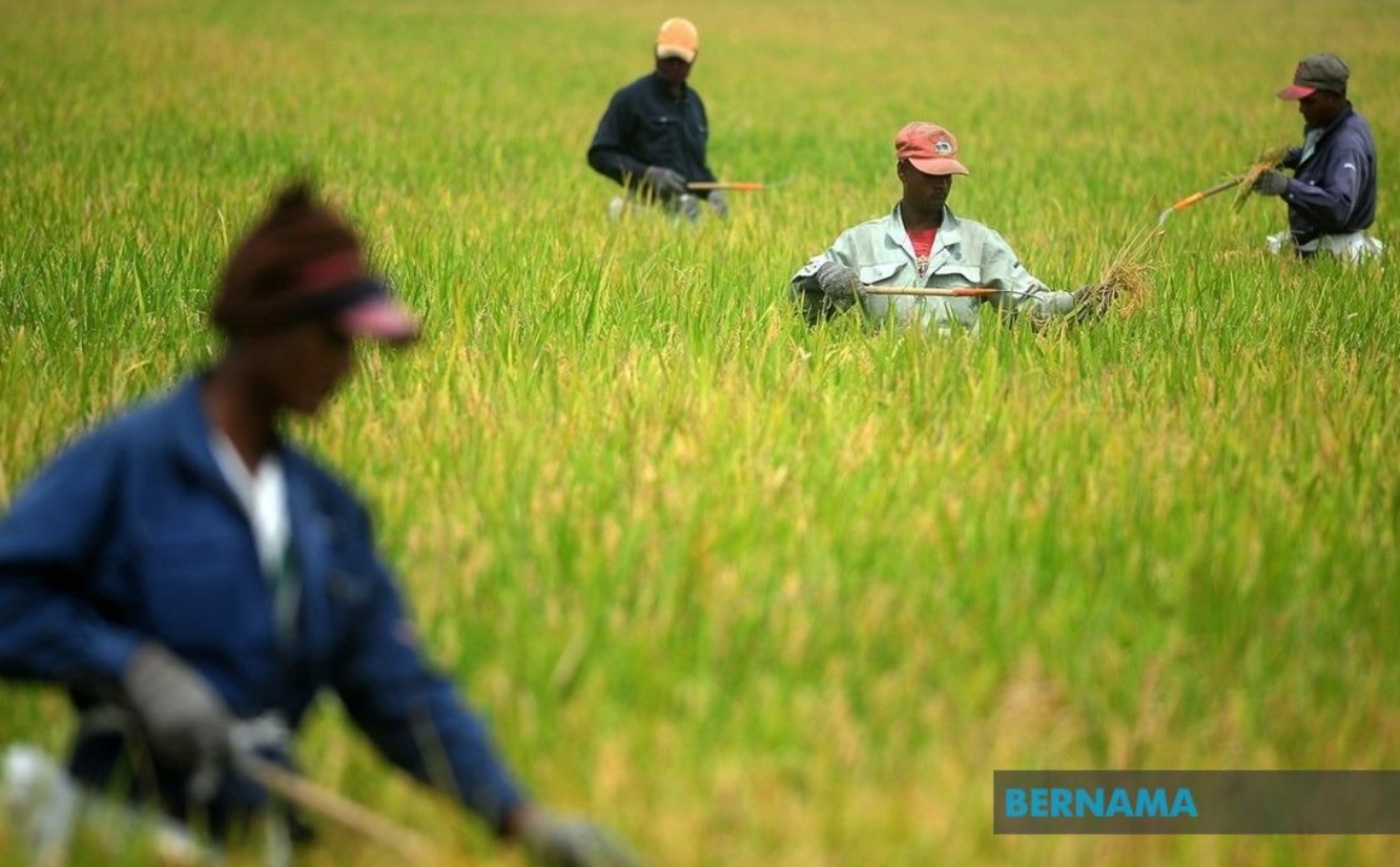 Projek Smart SBB mampu kurangkan import beras wangi sehingga 75 peratus – MAFI