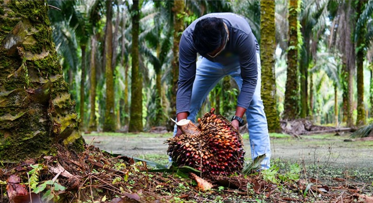 Iran to boost palm oil imports from Malaysia
