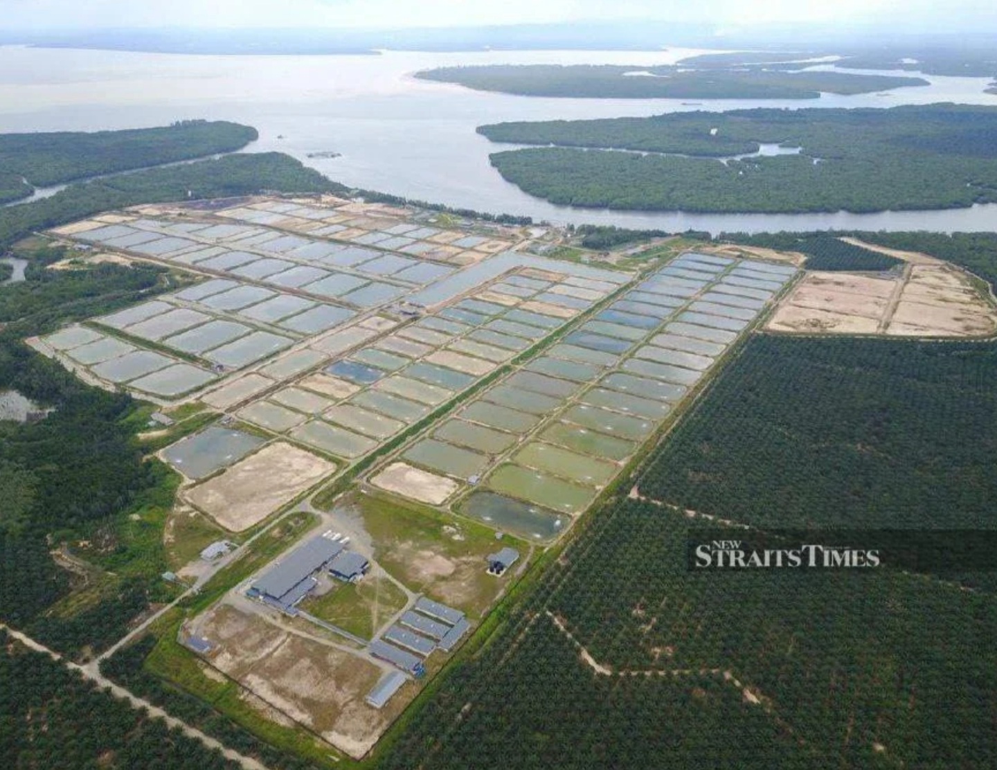MAG will hold a 35pc market share for king prawn breeding capacity locally