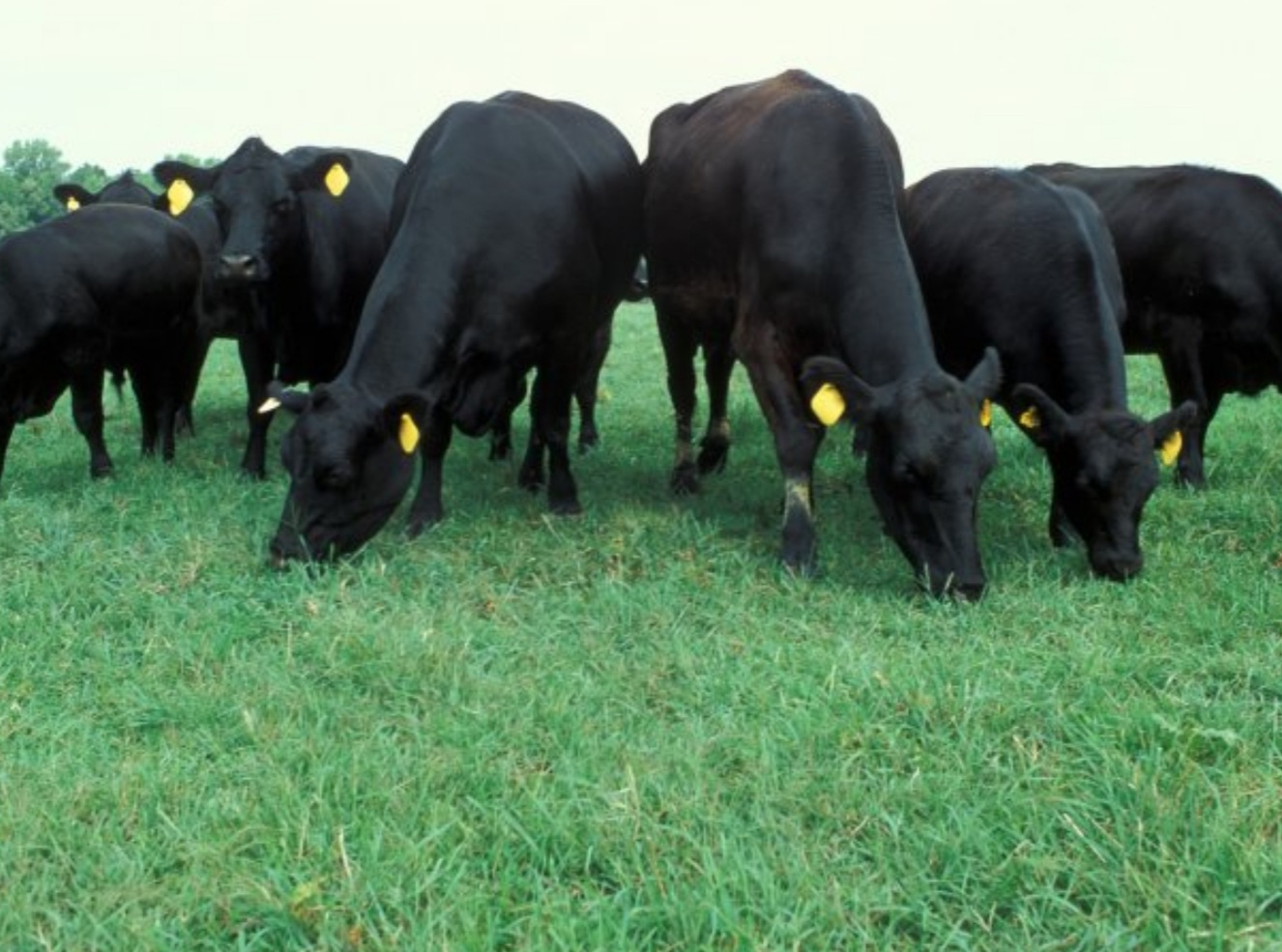 METHANE GAS AND LIVESTOCK FARMS – A WIN FOR AGRICULTURE