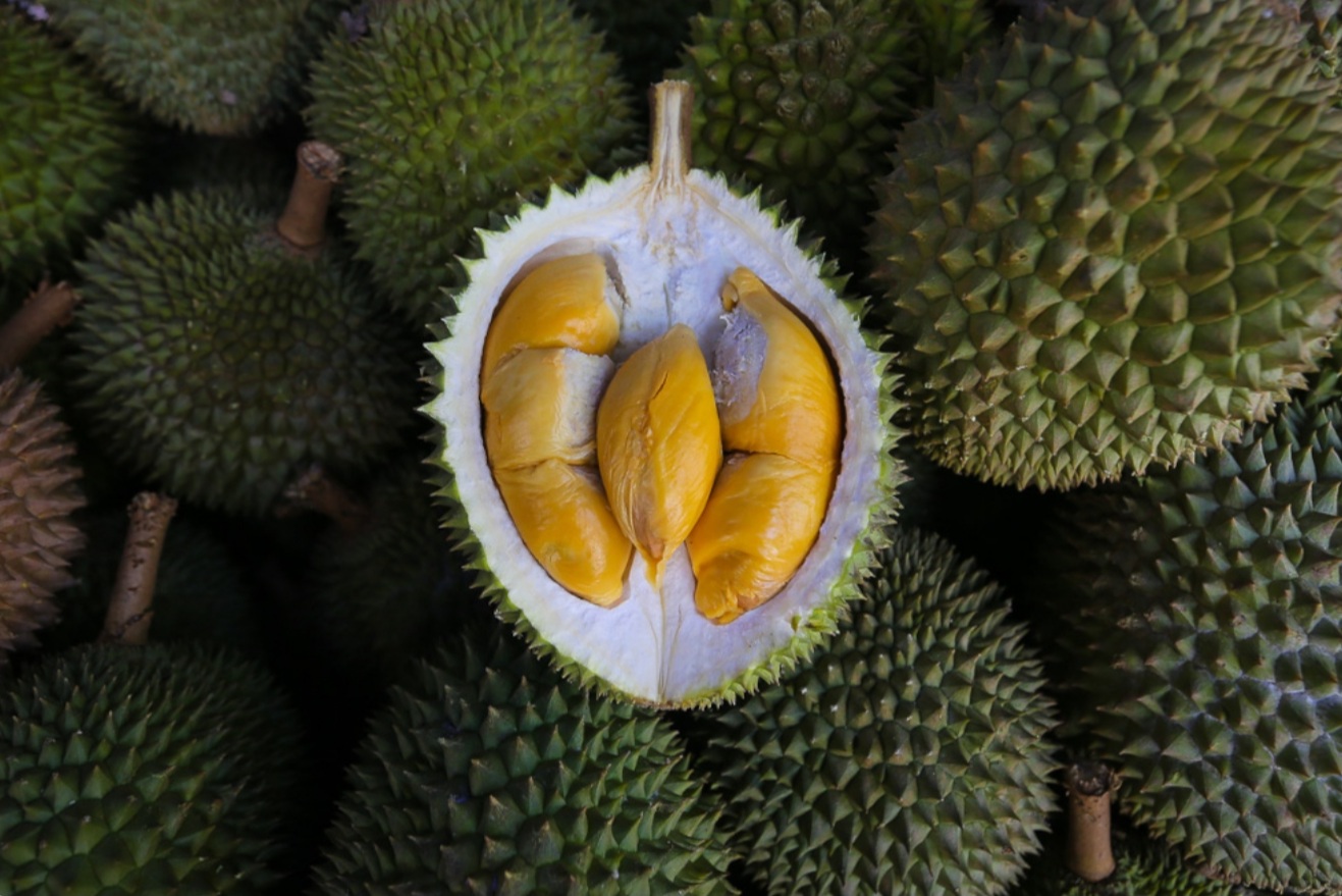 Fama buys RM375,000 worth of village durians to avoid glut