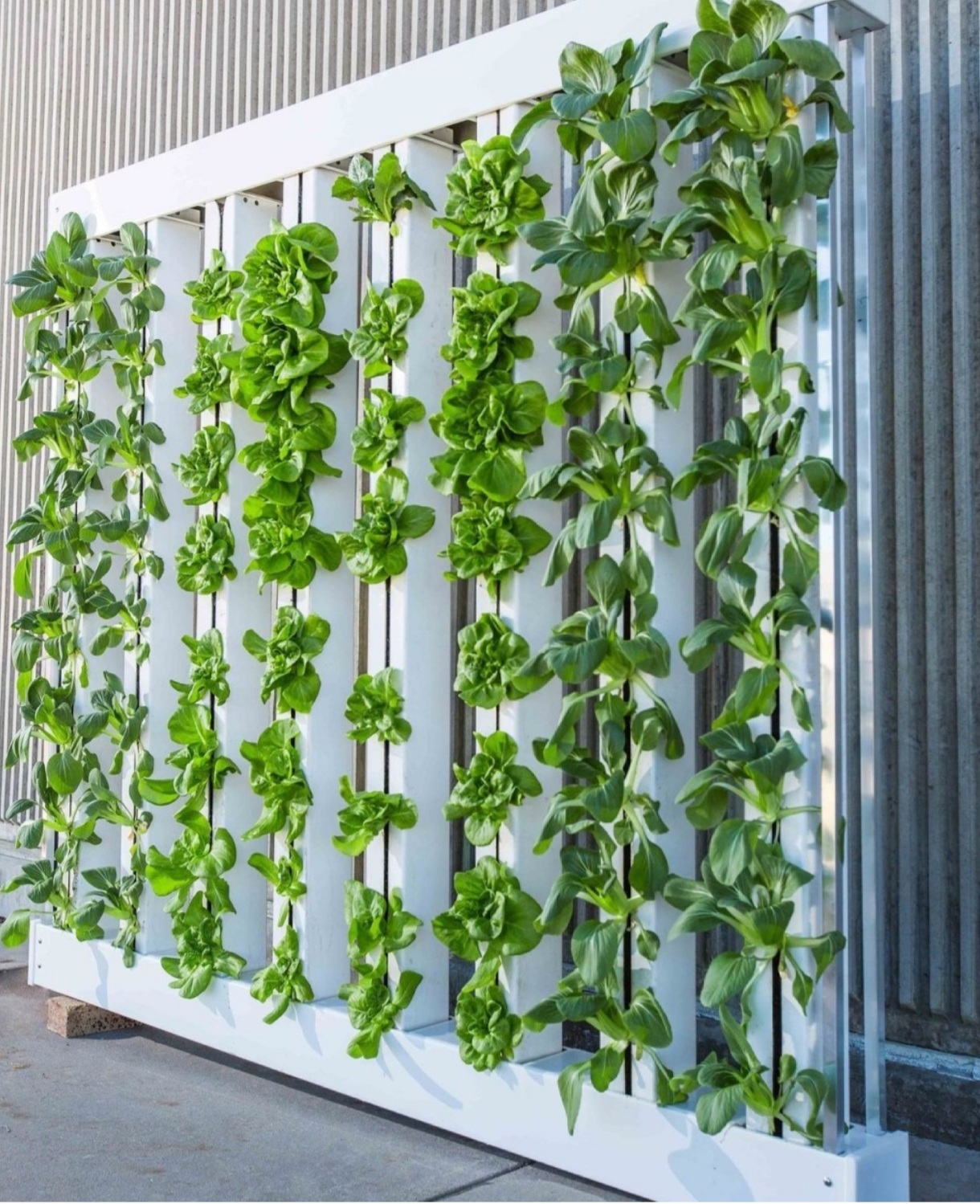 Vertical Farming and How it’s Revolutionizing Agriculture
