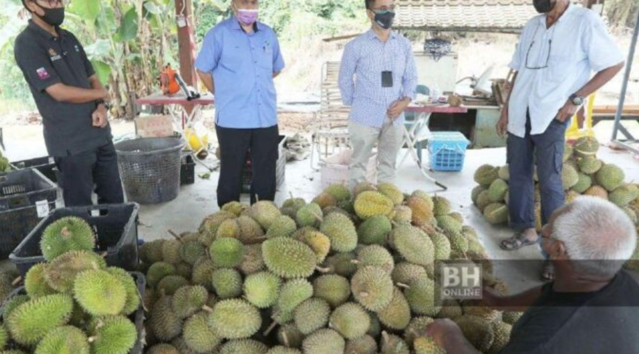 Pekebun disaran tukar tanaman durian kampung kepada klon