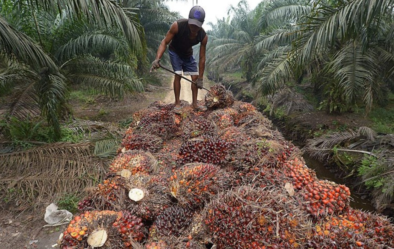 Indonesia urged to ban new palm oil plantations to meet climate goals