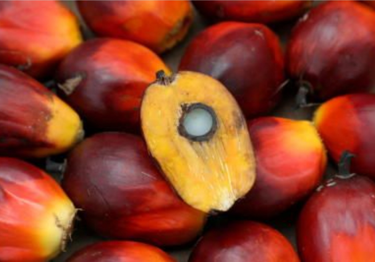Palm oil futures rally above RM4,500 – highest in two months