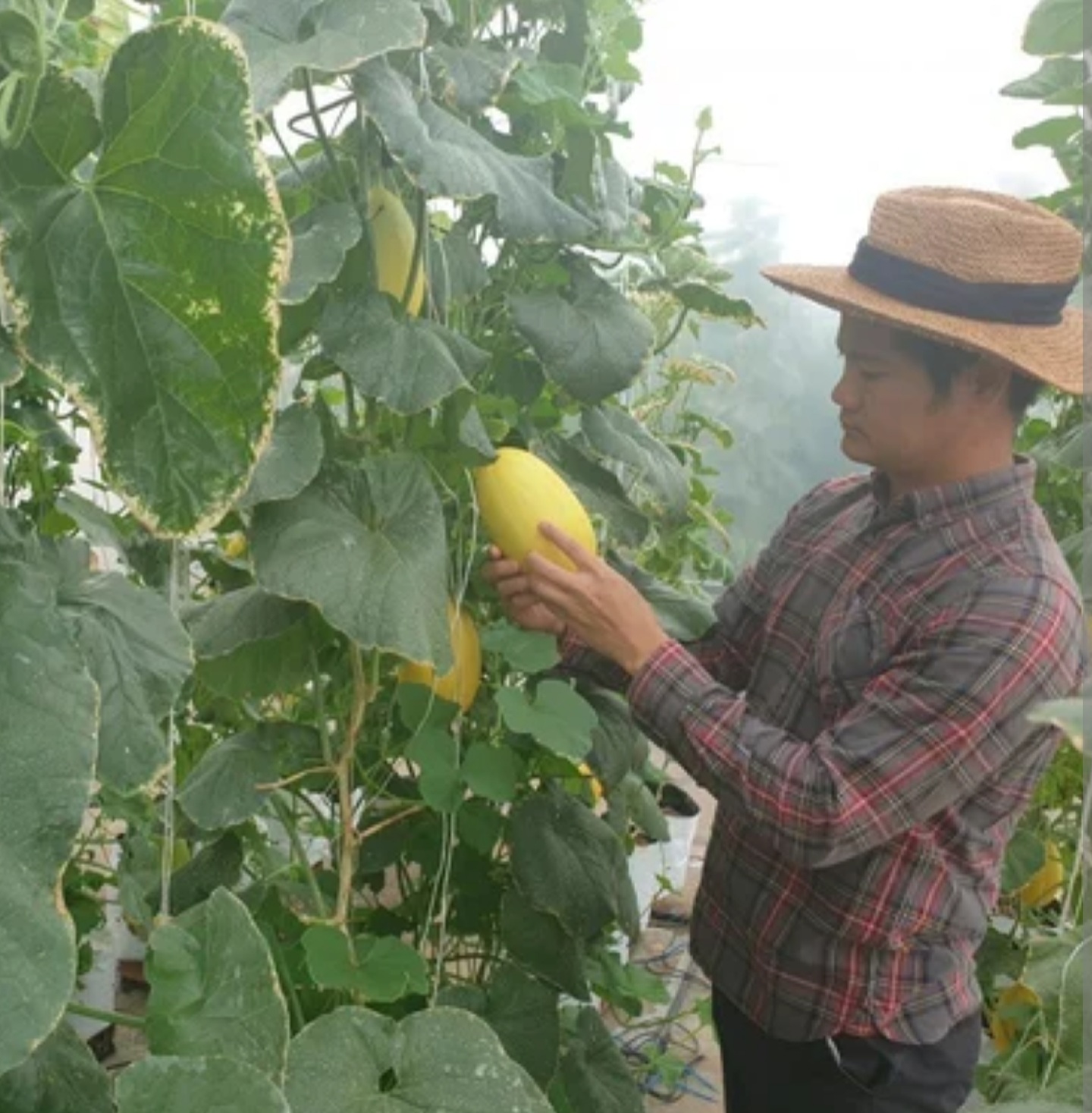 In export-dependent Vietnam, Covid-19 is eating into the food and agriculture sector