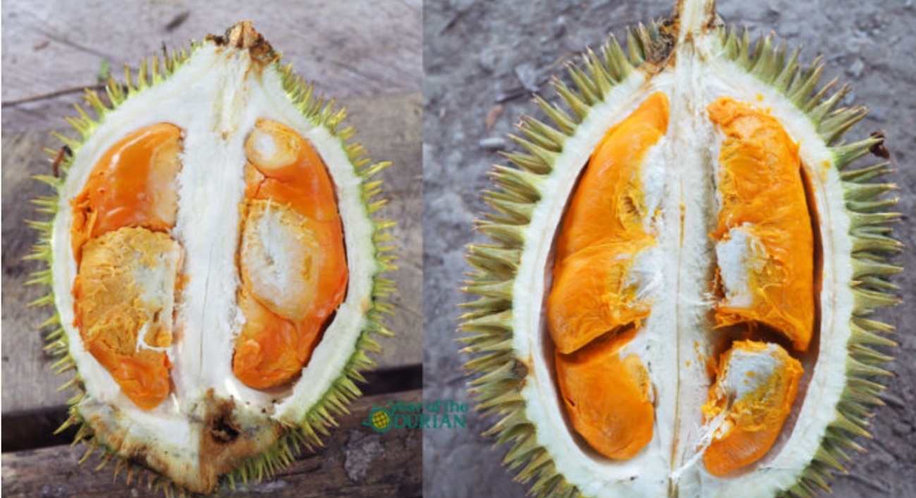Durian suluk king DG5 mencecah RM70 sekilogram jadi rebutαn