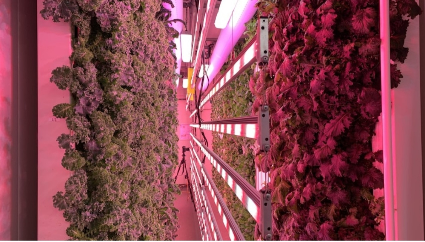 Shipping container farm teaching TAFE students more than just agriculture