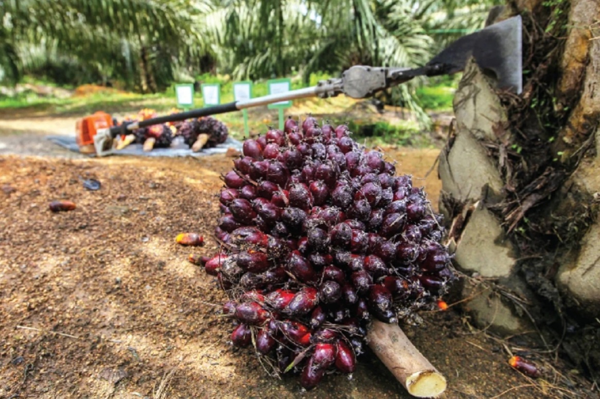October launch seen for new East Malaysian palm oil contract