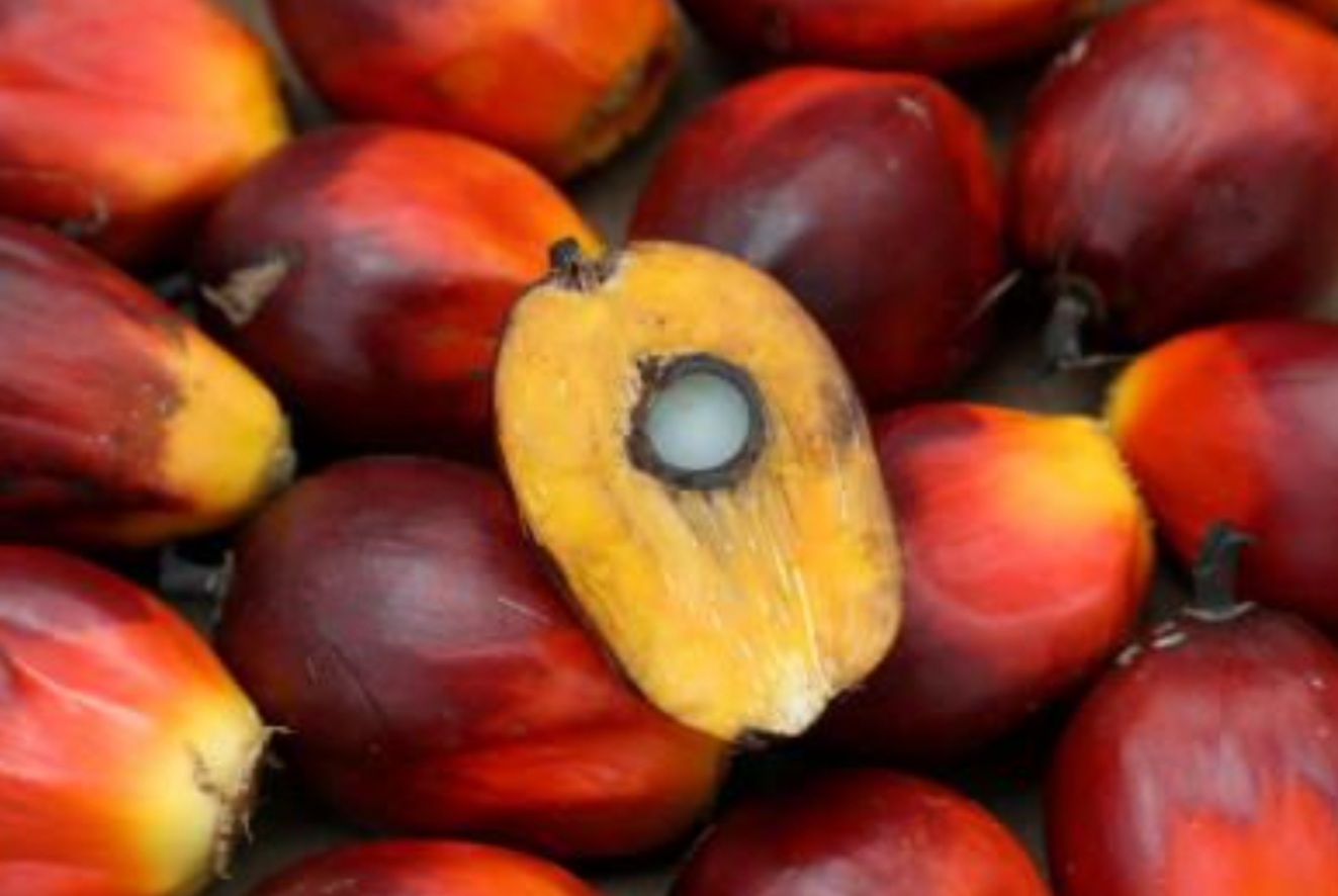 Bright Packaging in JV to develop oil palm estate in Sarikei