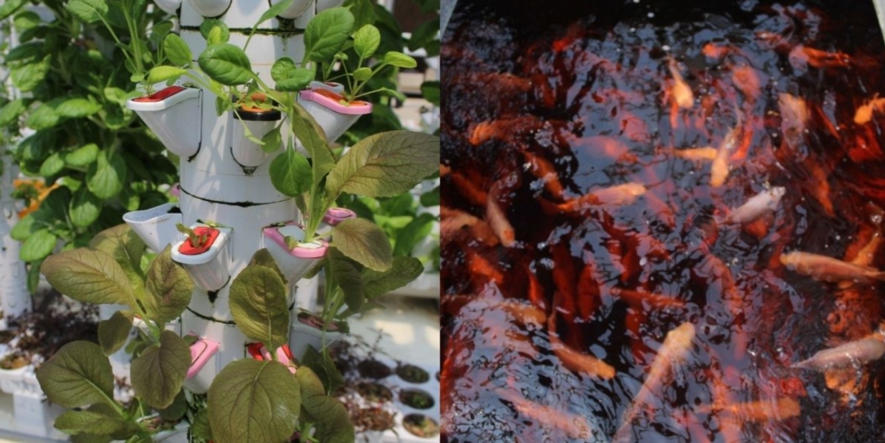 Aquaponics in Malaysia: the characteristics and cost
