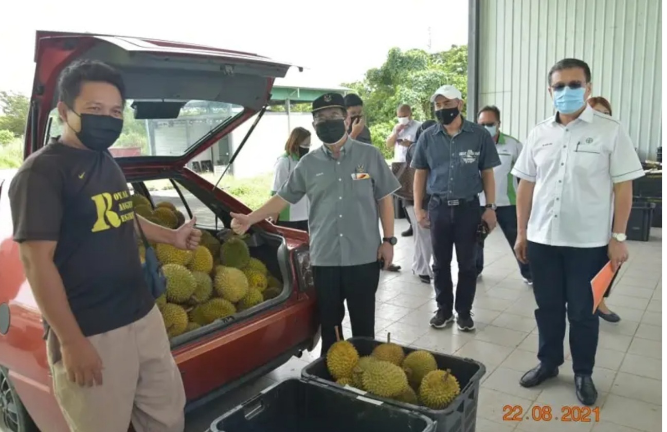 SDMC to work out mechanism to help sell durians from farms in Covid-19 lockdown areas