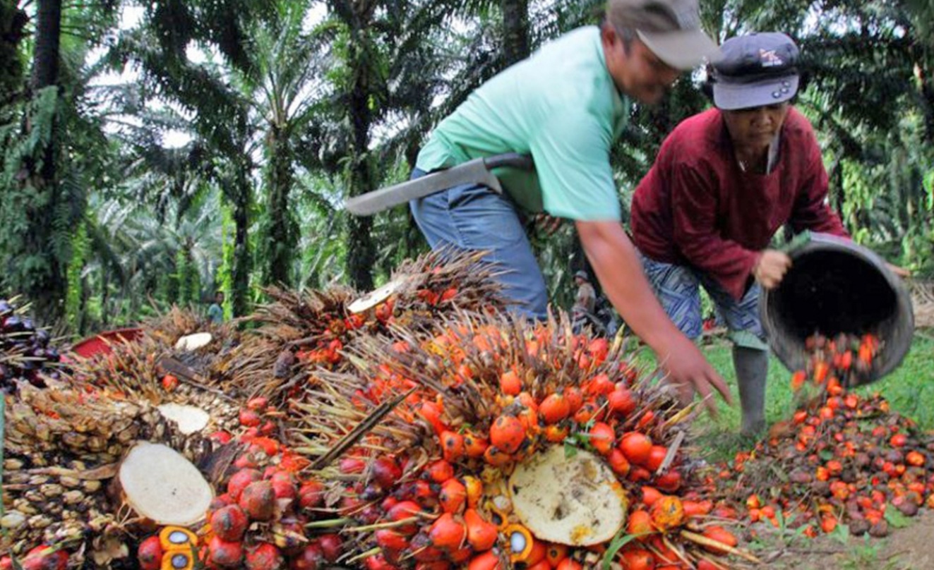 Bursa Malaysia to launch East Malaysia crude palm oil contract in October