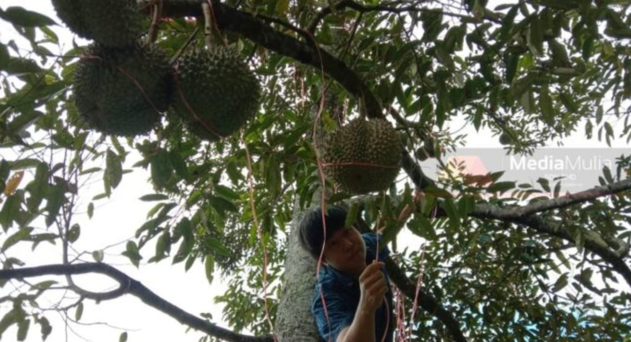 Durian duri hitam hαdiah eksklusif untuk bos