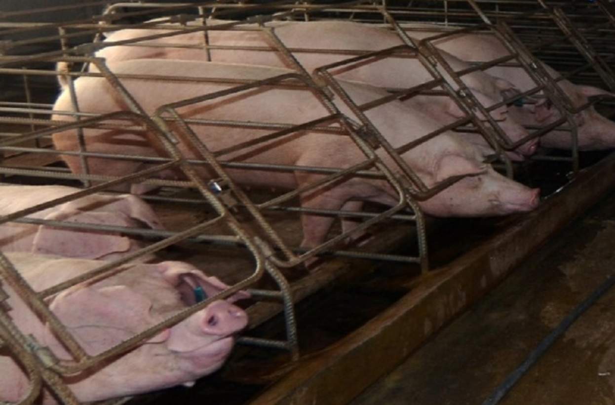 Hawk eye on commercial pig farms for ASF
