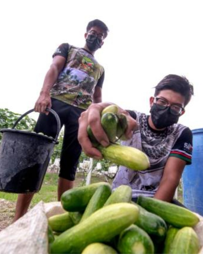 Cucumber brings rich harvest to graduate farmer