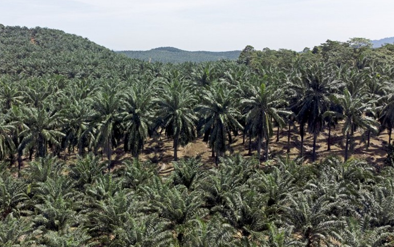 Post-pandemic future looks bright for palm oil industry