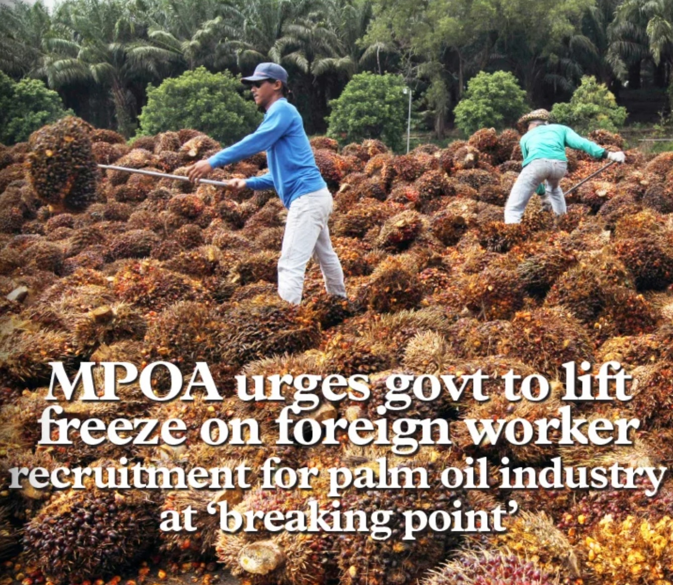 MPOA urges govt to lift freeze on foreign worker recruitment for palm oil industry at ‘breaking point’