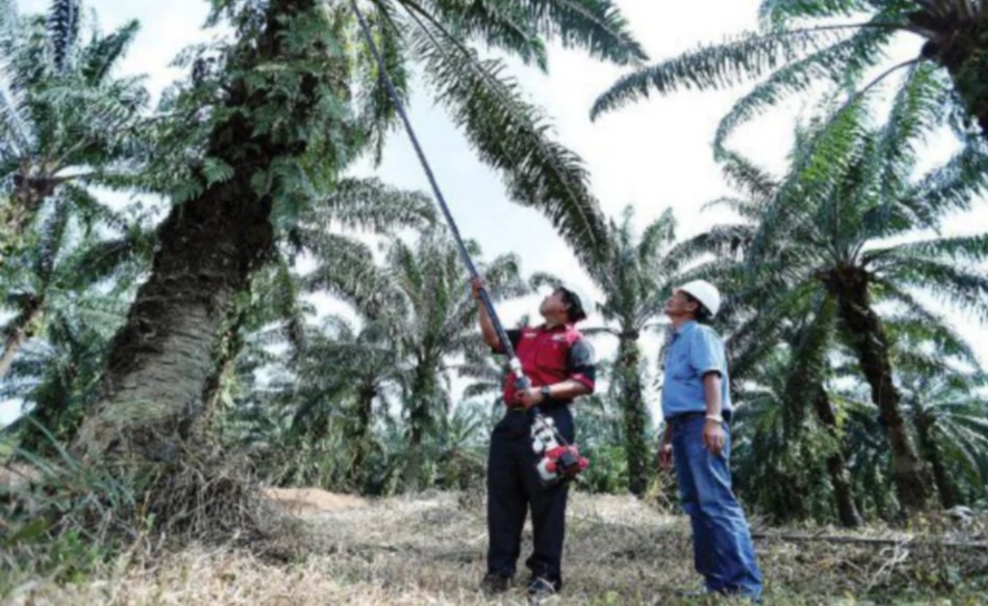 Pekebun kelapa sawit wajar guna teknologi mekanisasi
