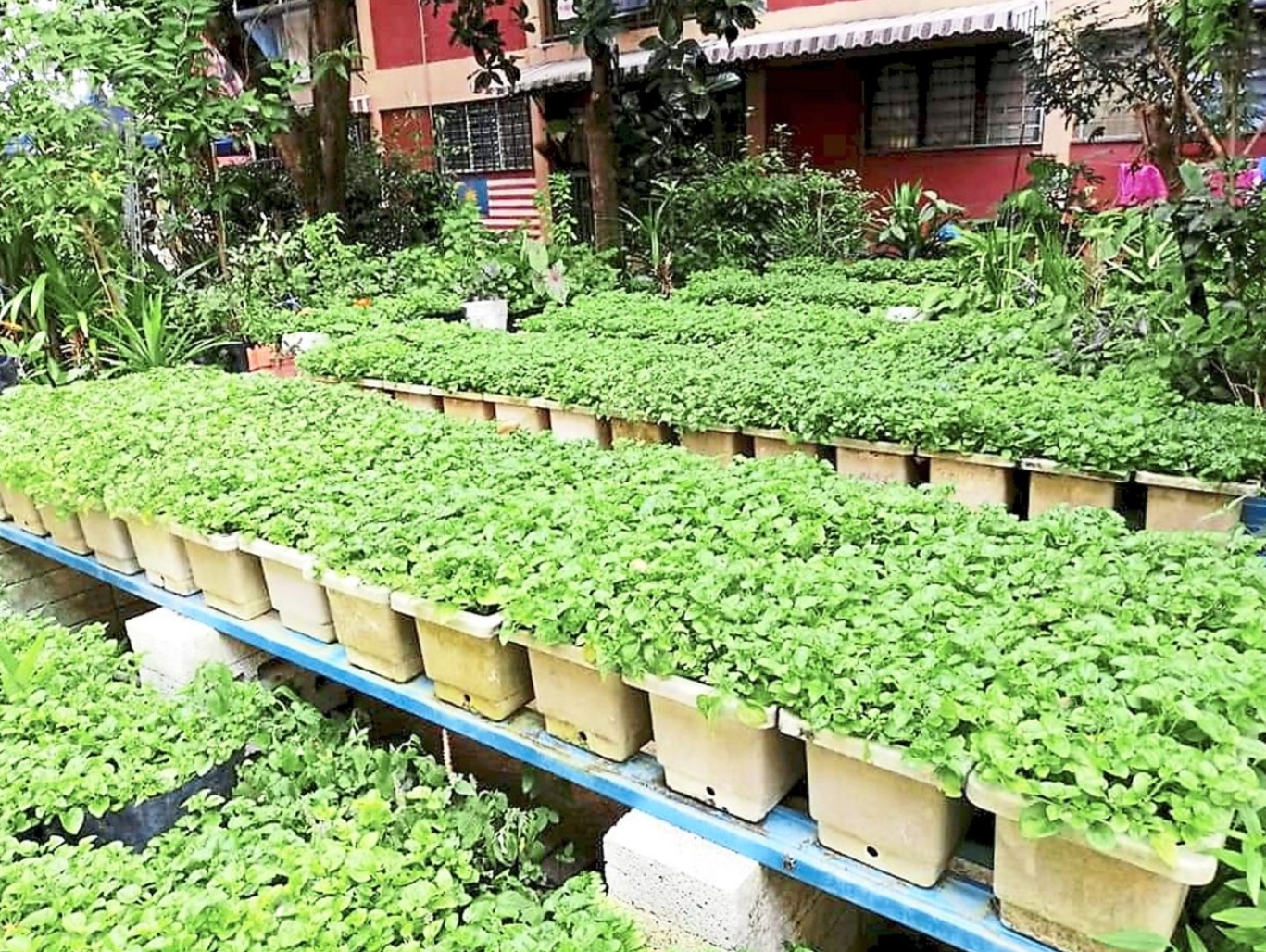 Groups welcome timely urban farming guideline