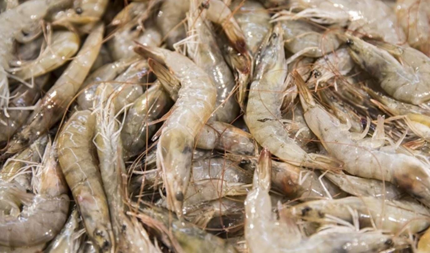 Brunei exports sea prawns to China – gross output value of the country’s aquaculture industry increases by 223%