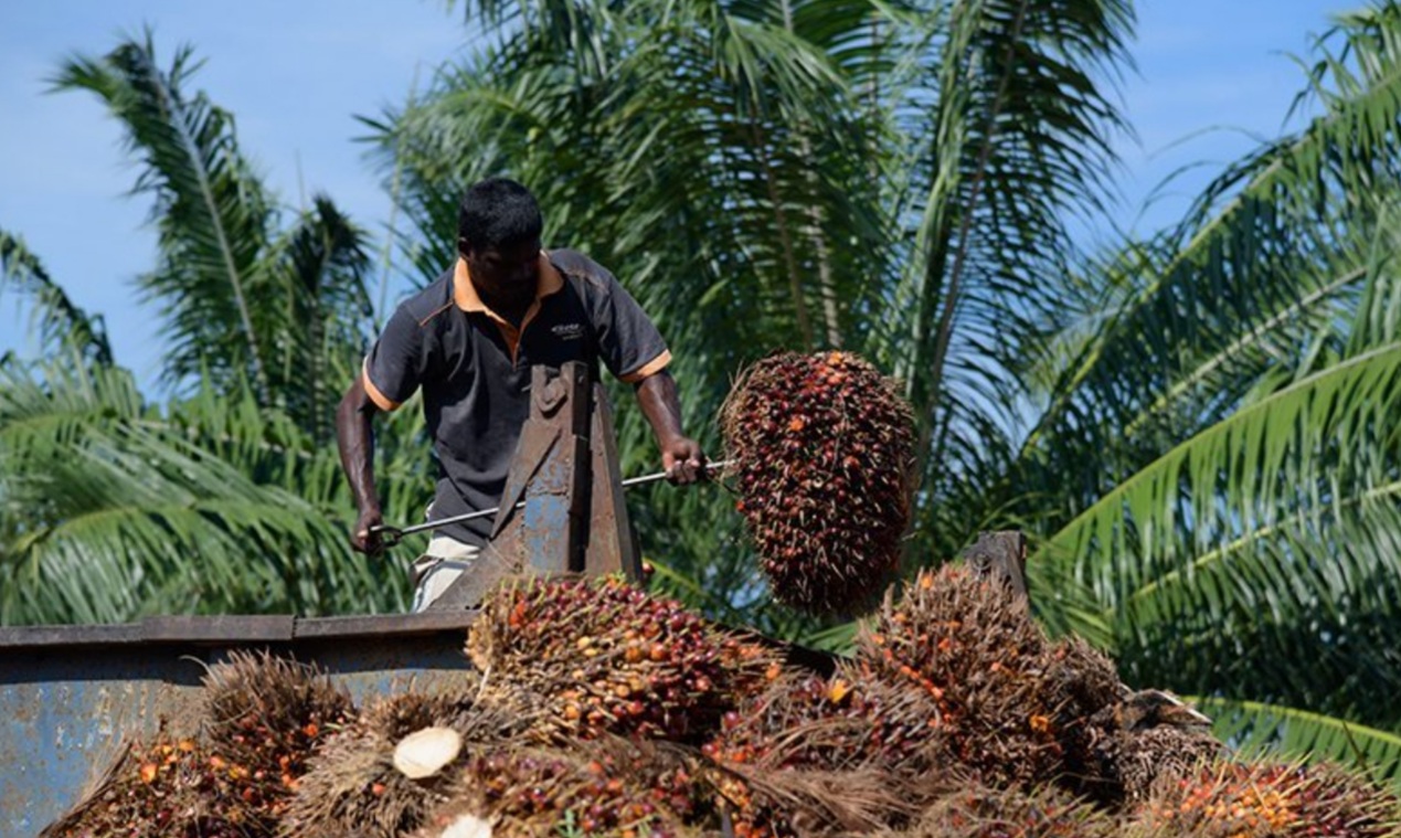 Palm oil futures to stay strong till next March
