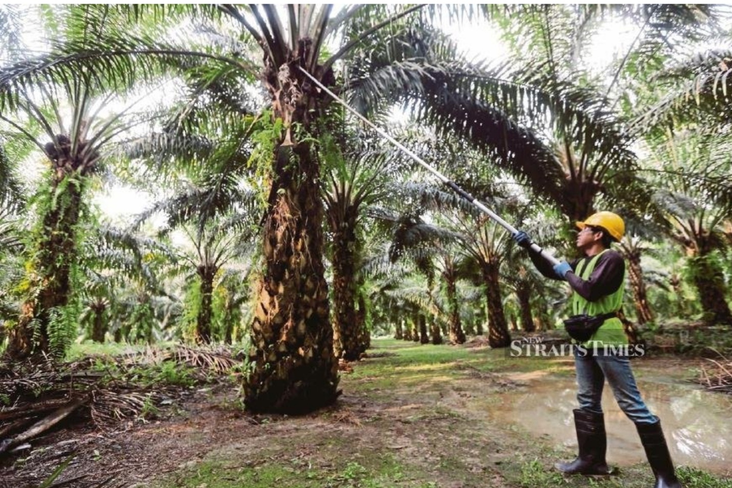 Intake of 32,000 foreign workers set to boost oil palm production
