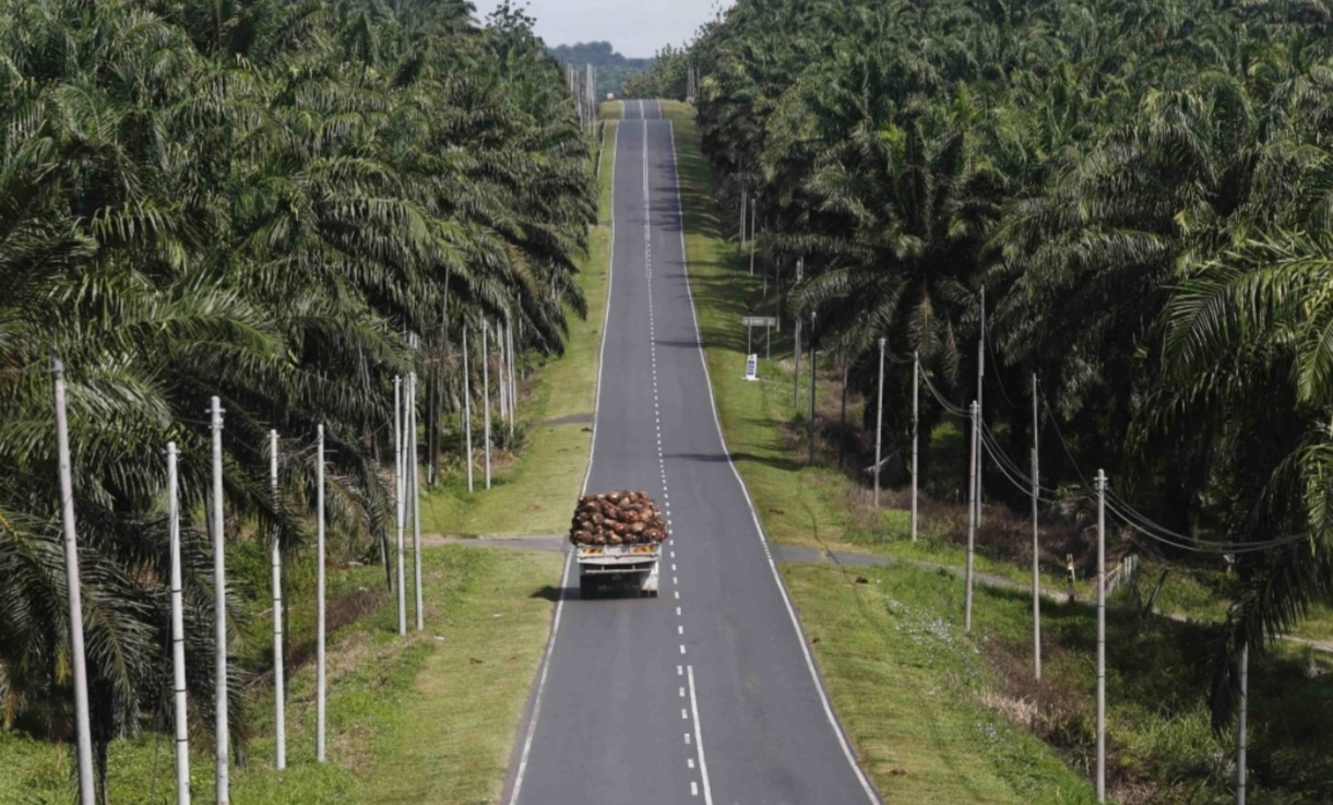 Sarawak palm oil industry – A catalyst for rural development
