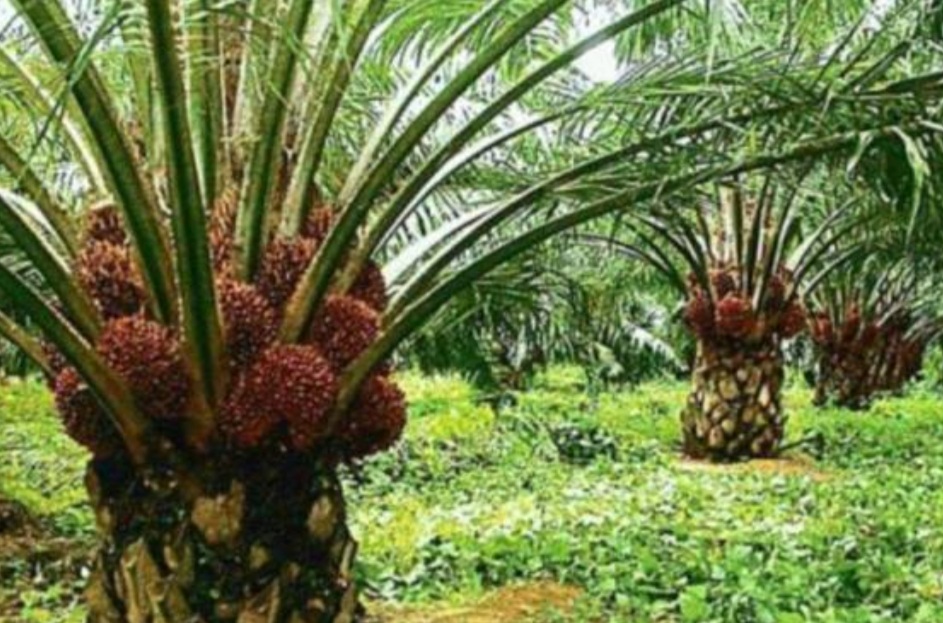 Geran RM35 juta untuk skim tanaman baharu sawit