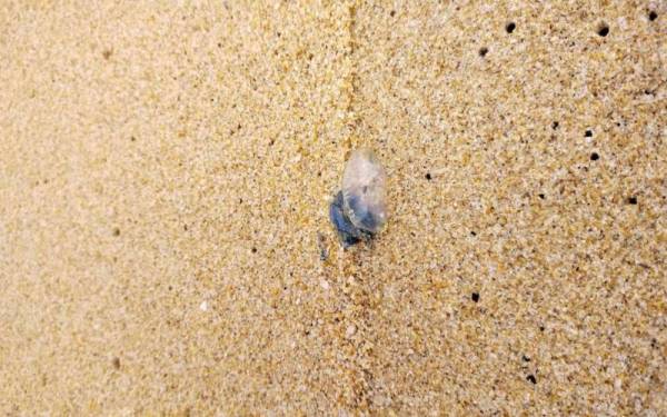 Obor-obor beracun muncul kembali di pantai Terengganu