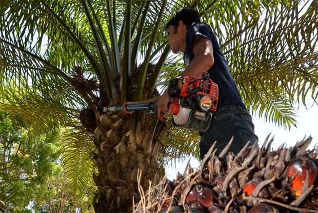 India imports more palm oil from Malaysia