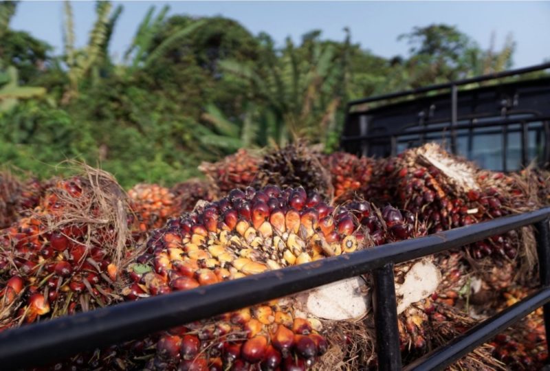 Top Palm Oil Grower Indonesia Warns Inflation May Hit Prices