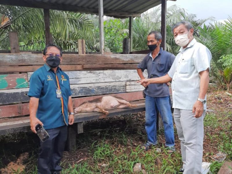 ‘All our pigs have perished,’ confirms Durin tuai rumah