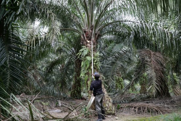 Malaysia able to meet global demand for palm oil following Indonesia’s export ban, says minister