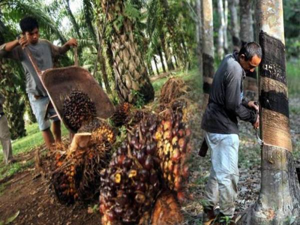 Estet getah dan kelapa sawit dicadang di kawasan Agropolitan Gunung Sadok